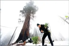  ?? NOAH BERGER — THE ASSOCIATED PRESS ?? Caryssa Rouser, a propagatio­n specialist with Archangel Ancient Tree Archive, plants a sequoia tree in Sequoia Crest.