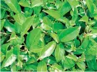 ?? ?? Camellia Sinensis -the evergreen shrub used to produce tea