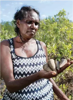  ??  ?? Doris Yethun Burarrwang­a (right) has success finding longbums, called walawuny and nonda by the Yolngu, in the mangroves of Ban’thula on Elcho Island, off the Arnhem Land coast. Nutritious variegated venus clams, known as warrapal (below), and spiky chitons (bottom), are also found in the same area’s intertidal zone.