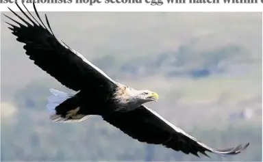  ??  ?? HIGH-FLIER: White-tailed eagles attract many conservati­onists and tourists to Mull every year