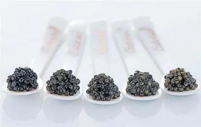  ??  ?? Breve delicia. La porción de caviar tiene que tener entre 5 y 10 gramos, y se prueba en cuchara de nácar.