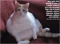  ?? PICTURE: FLICKR. COM ?? Vets warn that obesity in cats is a major concern as it can increase their risk of heart disease, cancer, diabetes, kidney disease, asthma and arthritis.