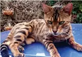  ?? ?? Claws out: Tobias and Hannah Ellwood... and Atticus the bengal