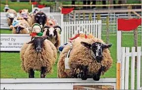  ??  ?? Une pétition a été lancée pour interdire les courses de moutons.