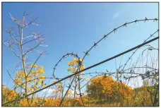  ??  ?? Wildflower­s are seen through barbed wire in the U.N.-controlled buffer zone dividing Cyprus.