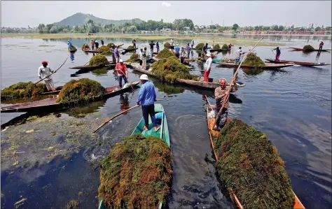  ?? REUTERS ?? Boatmen manually remove weeds from Nageen Lake in Srinagar on Wednesday.