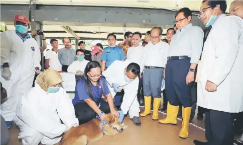  ??  ?? Abang Johari (second right) watches the front liners vaccinatin­g a dog while Uggah (third right) and Dr Sim (fourth right) look on. — Photo by Chimon Upon