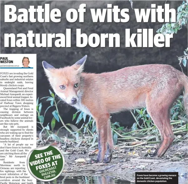  ?? PAUL WESTON paul.weston@news.com.au ?? Foxes have become a growing menace on the Gold Coast, devastatin­g the domestic chicken population.