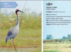  ?? PROGRAMME BIRDLIFE INTERNATIO­NAL CAMBODIA ?? An excerpt from Birdlife’s guidebook.