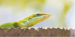  ?? Eblis / Getty Images / iStockphot­o ?? A green common garden lizard takes in the sun on a beautiful summer day.