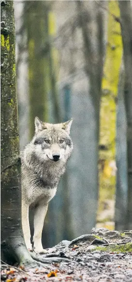  ??  ?? Zehn bis 15 Wölfe sind laut Schätzunge­n in ganz Österreich unterwegs. Aber ihre Rückkehr sorgt bereits für Debatten. Wien