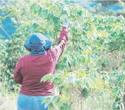  ??  ?? El Programa Agrícola del Departamen­to de Corrección y Rehabilita­ción tiene un contrato con el Departamen­to de Agricultur­a para producir unos 300,000 árboles de café al año.