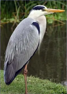  ??  ?? The Grey Heron is unlikely to be confused with any other wild bird found in Ireland.