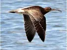  ?? Charlie Elder ?? > A whimbrel in flight along the seafront at Appledore