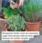  ??  ?? Evergreen herbs such as rosemary, sage and parsley add punchy flavours to winter recipes