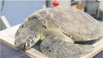  ?? ?? Recently, a green sea turtle was brought into our zoo vet hospital by the Department of Conservati­on as it had been accidental­ly hooked on a fishing line in the Ōmokoroa region.