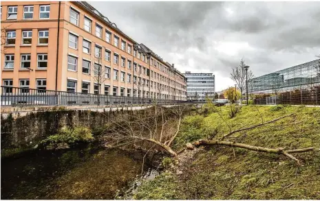  ?? Foto: Markus Brandhuber ?? Am Brenzufer in in der Ludwig-lang-straße wurde ein Baum von einem Biber gefällt.