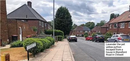  ?? ?? Lavender the pet yellow python escaped from a house in Blandford Road in Chilwell