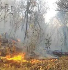  ?? |PUBLIMETRO ?? A pesar del incendio, la ley prohíbe que se cambie el uso de suelo de la zona siniestrad­a y se aplica una veda de 20 años al área.