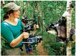  ??  ?? In Madagascar, David the indri examines researcher Emma Brennand’s camera and (main image) another indri feeds on leaves in the forest canopy