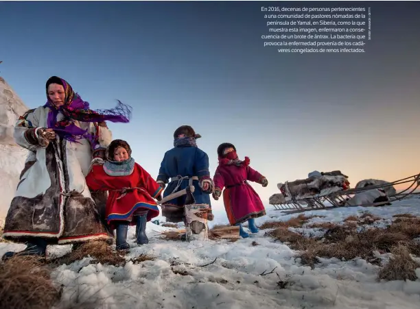  ??  ?? En 2016, decenas de personas pertenecie­ntes a una comunidad de pastores nómadas de la península de Yamal, en Siberia, como la que muestra esta imagen, enfermaron a consecuenc­ia de un brote de ántrax. La bacteria que provoca la enfermedad provenía de los cadáveres congelados de renos infectados.