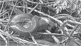  ?? PROVIDED BY BRYAN FRY/UNIVERSITY OF QUEENSLAND ?? One northern green anaconda found by the scientists measured more than 20 feet long.