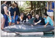  ?? AP/WILFREDO LEE ?? Teenagers from Miami Lighthouse for the Blind touch a dolphin Wednesday during a tour of the Miami Seaquarium. The visually impaired teens were able to touch and interact with a sea lion, a stingray and other creatures.