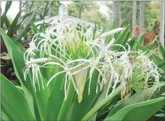  ??  ?? Crinum lily is often grown as a border plant for landscapin­g purposes.