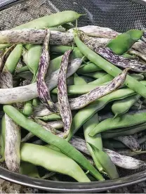  ?? Valerie Depew / Contributo­r ?? ‘Dragon’s Tongue’ bush beans are a pale cream color with purple streaks. When cooked, they turn pale green.