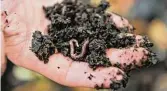  ?? Robin Jerstad/ Staff file photo ?? European earthworms aerate the soil.