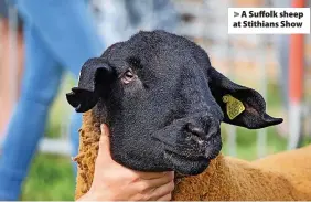  ?? ?? > A Suffolk sheep at Stithians Show