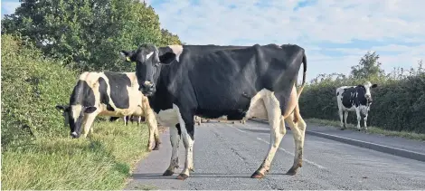  ?? Picture: Shuttersto­ck. ?? We are all used to the sight of seeing livestock on the roads but farmers are liable for it.