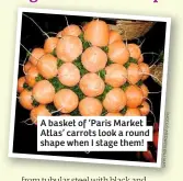  ??  ?? A basket of ‘Paris Market Atlas’ carrots look a round shape when I stage them!