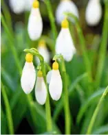  ??  ?? Galanthus ‘Madeleine’, a beautiful single snowdrop, has a yellow ovary and inner segment markings.