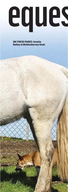  ??  ?? ON THESE PAGES: Amelia Bailey at Ballinaber­ney Stud.