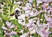  ??  ?? Die Blütenprac­ht lockt viele Insekten an. Es duftet und summt in Jutta Schüfflers Garten.