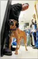  ??  ?? At right, “Remi” the pit bull terrier
who was found near death in Chester, reunites with Justice Rescue Humane Officer Russell “Wolf” Harper in the kennel room at Keystone Veterinary Emergency
& Referral in Haverford.