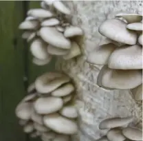  ??  ?? Cultivatin­g oyster mushrooms on straw is one of the easiest and most rewarding ways to produce a crop.