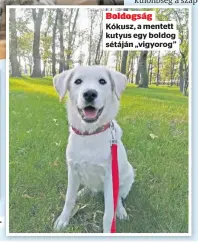  ?? ?? Boldogság
Kókusz, a mentett kutyus egy boldog sétáján „vigyorog”