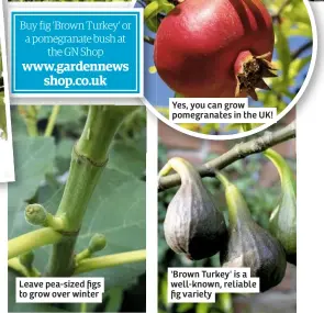  ??  ?? Leave pea-sized figs to grow over winter Yes, you can grow pomegranat­es in the UK! 'Brown Turkey' is a well-known, reliable fig variety