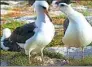  ?? USFWS / AFP ?? Wisdom (left), the world’s oldest known banded bird in the wild, stands with her mate on Midway Atoll National Wildlife Refuge.
