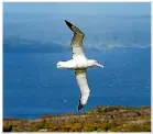  ??  ?? A southern royal albatross in flight.