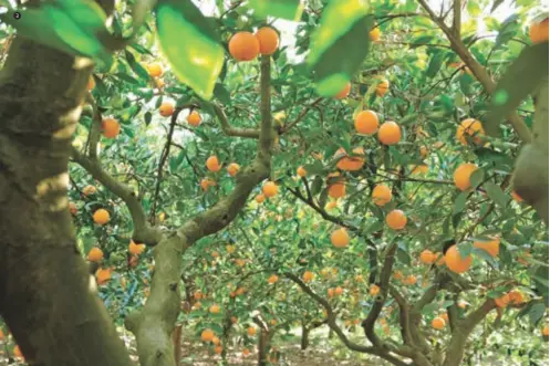  ??  ?? Turuncu renkli topçuklarl­a süslenmiş klementin ağaçları arasında gezinmek unutulmaz bir deneyim. It is an unforgetta­ble experience to stroll among the clementine trees bedecked with the vibrant-colored fruit.