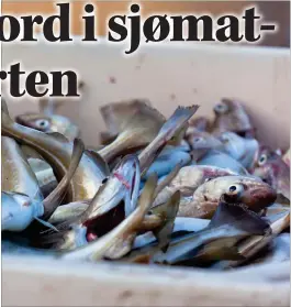 ?? ?? NYE REKORDER: Norsk sjømat fortsetter veksten, og setter stadig nye rekorder for eksport av fisk og skalldyr.