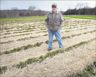  ?? Ned Gerard / Hearst Connecticu­t Media ?? Terry Jones, owner of Jones Family Farms, stands in one of his strawberry fields in Shelton. Jones Farms is currently evaluating the safest way to conduct their pick-your-berry business this summer. Strawberri­es should be ready for picking around Memorial Day.