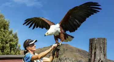  ??  ?? ABOVE This fish eagle has imprinted on his handler, Alison McBey, and they call to one another. TOP Gerhard and his two dogs, Dexter and Jack, at the shallow rock pool which is lovely for summer dips at Dragon Peaks Mountain Resort.