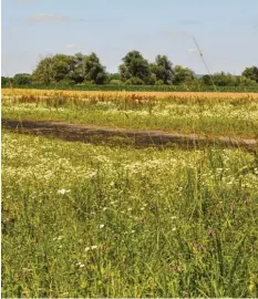  ?? Foto: Wiedemann ?? In diesem teils auch von kleinen Gewässern durchzogen­en Naturschut­zgebiet ist reichlich Platz für Vögel – und Spaziergän­ger.