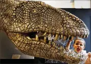  ?? KIRSTY WIGGLESWOR­TH / AP ?? A new report, published Monday in the journal PeerJ, says Tyrannosau­rus rex wasn’t the ferocious sprinter seen in the movies, but thanks to its wide stride, could reach a top walking speed of about 12 mph.