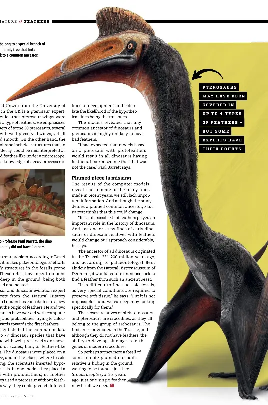  ?? DAMIR G MARTIN ?? Pterosaurs belong to a special branch of the dinosaur family tree that links directly back to a common ancestor.
According to Professor Paul Barrett, the dino ancestor probably did not have feathers.
PTEROSAURS
MAY HAVE BEEN
COVERED IN
UP TO 4 TYPES
OF FEATHERS −
BUT SOME
EXPERTS HAVE
THEIR DOUBTS.