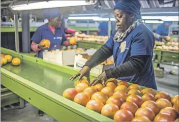  ?? Photo: Mujahid Safodien/afp ?? Oranges and lemons: The demand for citrus fruit during the Covid-19 panic resulted in the local industry exporting a record amount of the fruits.